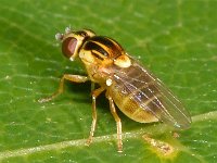 Thaumatomyia notata 1, Saxifraga-Ab H Baas