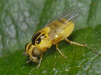 Thaumatomyia