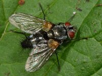 Thelaira nigripes 3, Saxifraga-Ab H Baas