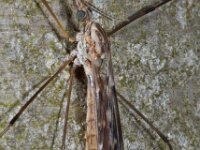 Tipula confusa 01 D5985  Tipula confusa Hardenberg Gemeentebos : Naar Naturalis in 2013