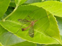 Tipula fascipennis