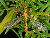 Tipula lunata