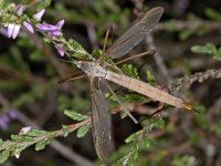 Tipula cf oleracea 01 #03935 : Tipula cf oleracea, female