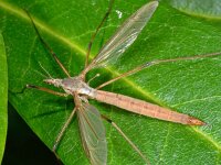 Tipula paludosa