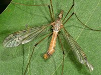 Tipula scripta