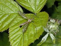 Tipula vernalis