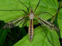 Tipula vernalis 3, Lentelangpoot, Saxifraga-Ab H Baas
