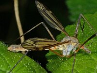 Tipula vernalis 4, Lentelangpoot, Saxifraga-Ab H Baas