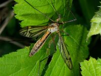 Tipula vernalis 5, Lentelangpoot, Saxifraga-Ab H Baas