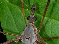 Tipula vittata 2, Saxifraga-Ab H Baas