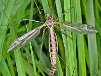 Tipula vittata 4, Saxifraga-Ab H Baas