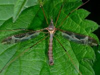 Tipula vittata 7, Saxifraga-Ab H Baas