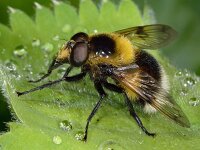 Volucella bombylans 12, Hommelreus, Saxifraga-Ab H Baas