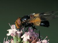 Volucella pellucens