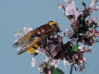 Volucella zonaria 1, Stadsreus, female, Saxifraga-Frits Bink