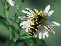 Xanthogramma pedissequum 1, Gewone citroenzweefvlieg, male, Saxifraga-Frits Bink