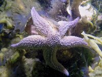 Echinodermata, Stekelhuidigen