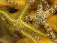 Ophiothrix fragilis 6, Brokkelster, Saxifraga-Foto Fitis-Sytske Dijksen