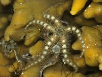 Ophiothrix fragilis 7, Brokkelster, Saxifraga-Foto Fitis-Sytske Dijksen