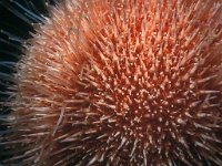 Echinus esculentus 12, Eetbare zeeappel, Saxifraga-Eric Gibcus