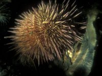 Psammechinus miliaris, Green Sea Urchin