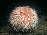 Echinus esculentus 5, Eetbare zeeappel, Saxifraga-Eric Gibcus