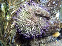 Psammechinus miliaris 18, Gewone zeeappel, Saxifraga-Tom Heijnen