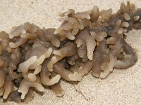 Ectoprocta, Mosdiertjes, Bryozoa