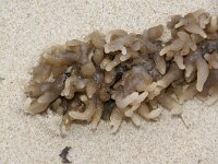 Alcyonidium gelatinosum 2, Doorschijnende zeevinger, Saxifraga-Foto Fitis-Sytske Dijksen