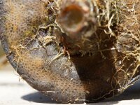 Alcyonidium gelatinosum 3, Doorschijnende zeevinger, Saxifraga-Foto Fitis-Sytske Dijksen