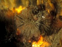 Bicellariella ciliata 2, Wimpermosdiertje, Saxifraga-Eric Gibcus