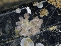 Tubulipora liliacea 4, Purpermosdiertje, Saxifraga-Foto Fitis-Sytske Dijksen