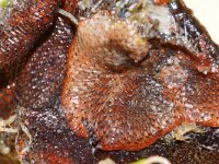 Watersipora subatra 2, Bloedrood plooimosdiertje, Saxifraga-Foto Fitis-Sytske Dijksen