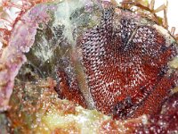 Watersipora subatra 3, Bloedrood plooimosdiertje, Saxifraga-Foto Fitis-Sytske Dijksen