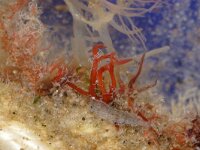 Aetea anguina 2, Saxifraga-Foto Fitis-Sytske Dijksen