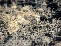 Aetea anguina 3, Saxifraga-Foto Fitis-Sytske Dijksen