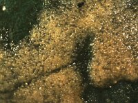 Alcyonidium hirsutum