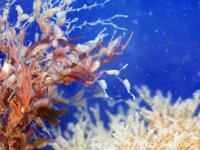 Amathia lendigera 3, Neetmosdiertje, Saxifraga-Foto Fitis-Sytske Dijksen