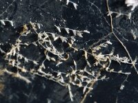 Beania mirabilis 2, Saxifraga-Foto Fitis-Sytske Dijksen