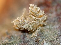 Bugula plumosa 2, Spiraalmosdiertje, Saxifraga-Foto Fitis-Sytske Dijksen