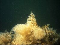 Bugula plumosa 3, Spiraalmosdiertje, Saxifraga-Eric Gibcus