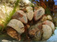 Conopeum reticulum 2, Zeevitrage, Saxifraga-Foto Fitis-Sytske Dijksen