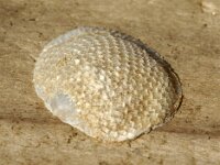 Conopeum sp 2, Saxifraga-Foto Fitis-Sytske Dijksen