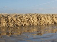 Electra pilosa 14, Harig mosdiertje, Saxifraga-Foto Fitis-Sytske Dijksen