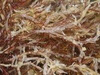 Electra pilosa 2, Harig mosdiertje, Foto Fitis-Sytske Dijksen