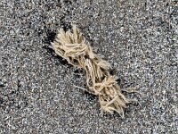 Electra pilosa 4, Harig mosdiertje, Saxifraga-Bary Vastenhouw