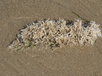 Electra pilosa 5, Harig mosdiertje, Saxifraga-Willem van Kruijsbergen