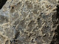 Electra pilosa 7, Harig mosdiertje, Saxifraga-Foto Fitis-Sytske Dijksen