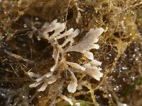 Electra pilosa 8, Harig mosdiertje, Saxifraga-Foto Fitis-Sytske Dijksen