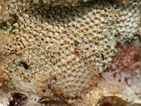 Escharoides coccinea